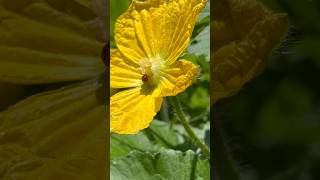 Spoung gourd flowers 🌸 || Home Gardening | #flowers #gardening #youtubeshorts