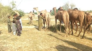 milking Camels beautiful