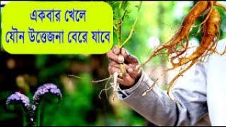 হাতিসুর গাছের কাজ কি।হাতিশুর গাছের গুনাগুন।হাতির সুর গাছ কি কাজে লাগে।