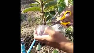 #AmazingSkills | AMAZING SKILLS of PLANTS PROPAGATION(Marcotting)