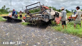 Máy Cắt Lúa Qua Bờ Quá Nguy Hiểm | Thu Hoạch Lúa Mùa Nước Nỗi Chưa Bao Giờ Là Dễ