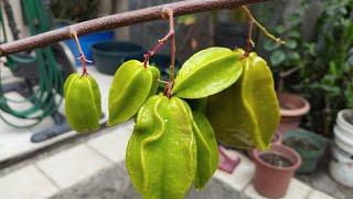 FRUTOS INFINITOS de árbol de Carambola EN MACETA