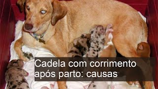 Cadela com corrimento após parto: 9 causas normais X preocupantes