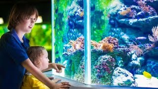 Benefits of Keeping Fish Tank at Home