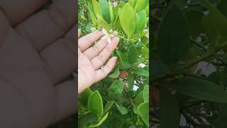 🥰আমার লেবু গাছে প্রথমবার ফুল এসেছে❤#trending #viral #shorts #lemontree #youtubeshorts #gardening #yt