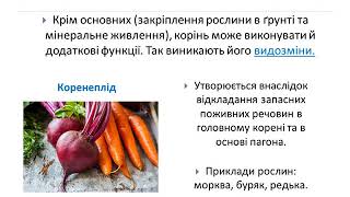 Урок з біології    Корінь  Види коренів  Видозміни коренів