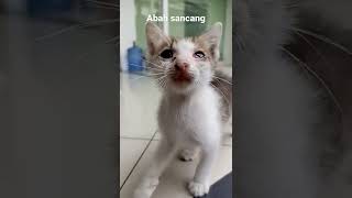 kucing kumincir //#catslover