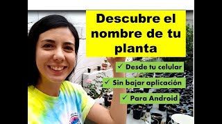 Descubre el nombre de tu planta con Google Lens| Plantas ornamentales, silvestres, están todas!!