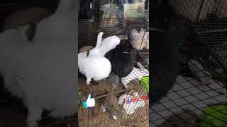 HABBIT OF RABBIT | Galiff Street, Kolkata | Kolkata Pet Market | Pet Rabbit for Sale | Pet animals