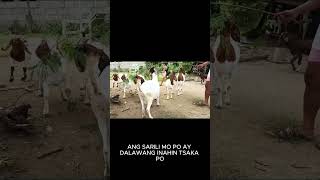 GOAT FARMING /COMBI FARM