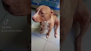 Maravilhosa 😍 #dog #bb #pitbull #shorts #pitbulldog #shirtsvideo #shorts