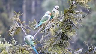 malabar parakeet 1