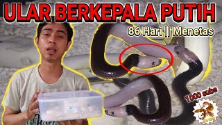 Ular berkepala putih menetas  || Xenopeltis unicolor ||  Colubrid world