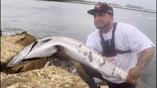 Big fish! Barracuda. Fishing florida outdoors saltwater action fun battle with this beast. Sport