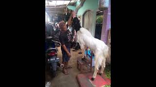 Kambing Bandot Masih Ngedot#etawakaligesing