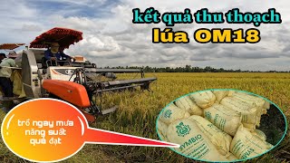 kết quả thu thoạch lúa OM18 vụ hè thu trổ ngay mưa mà năng suất quá đạt #71 l Thanhdotv