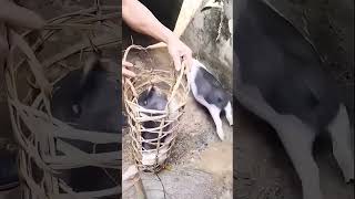 A good way to catch pigs is to use bamboo cages to catch pigs #machinefactory #bambooindustry