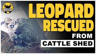 Leopard Rescued from Cattle Shed | bibtya #animalrescue