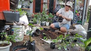 MENANAM  TANAMAN  HIAS  DI POT  GANTUNG  (Pot gantung buatan sendiri)