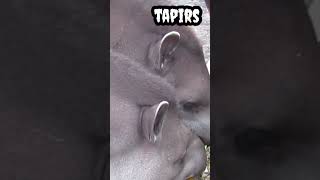 Tapirs eating #shorts #viral #trending