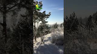 Videos from My Phone | Winter Day in Frosty Pine Forest