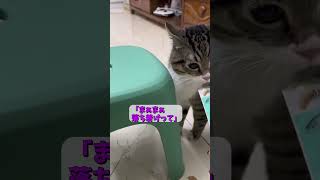 ブチギレ中の猫にチュールをあげたら...　#おもしろ猫  #ネコ