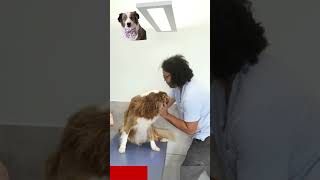 travail de dorsales coincées sur un chien lord #chien #animaux #pets#dog