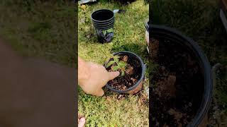 Cloning A Plum Tree