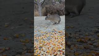 Preá (Galea spixii) comendo milho. #mamíferos #caatinga #nature #natureza