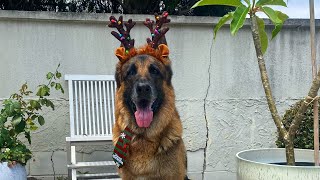 German Shepherd opening Christmas present🎄💙