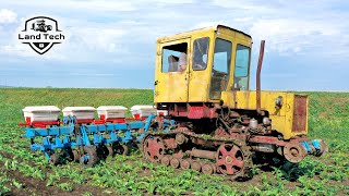 Старый гусеничный трактор Т-70С - междурядная обработка как в советское время!