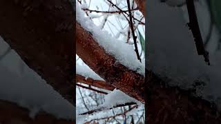 First snow fall in Kashmir❤️.                 #music #share #subscribe #trending #viralshorts #like