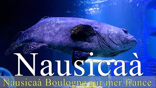 Nausicaa | aquarium | vidéo 4k | Centre aquatique nausicaa | Boulogne-sur-mer | france