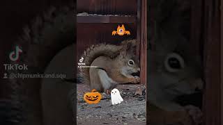 HAPPY HALLOWEEN #RedSquirrel