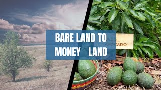 Invest in Avocadoes. Let your idle land make this much 💰💰💰#kenya #1onetrending