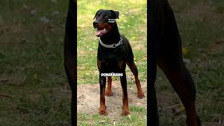 Dobermans: The Fearless and Loyal Guard Dogs! 🐕‍🛡️ #shorts