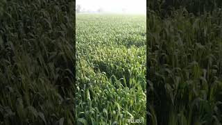 Best Wheat Variety for Loamy to Sandy Loam Soils #Best#wheat #Variety