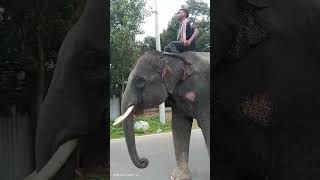 হাতি। Elephant