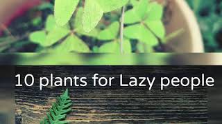 10  Plants for The Lazy People