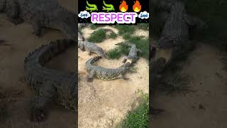 The crocodiles 🐊 attacked the pigeon 🕊 |fakt time