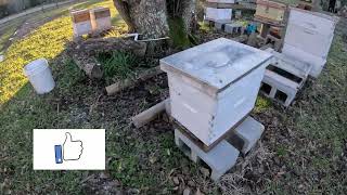 Waiting on the Sun. #honeybees #honeycomb #gardening #chickens