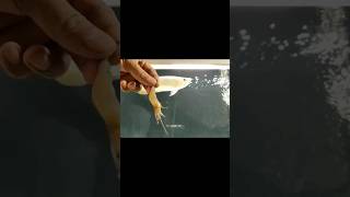 Feeding Arrowana with shrimps#shorts#viral