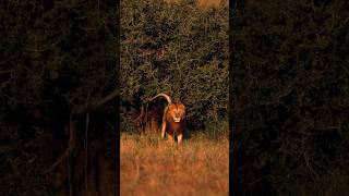 Majestic King (Ormagilani, son of the Musketeers) #lion #leon #viralvideo #shorts #wildlife #animals