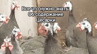 Это Все что нужно знать об Этой Дикой птице. Содержании Цесарки