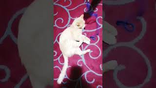 Pretty cat playing with rope #cat #catlover #animals #fun