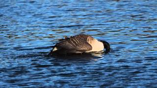 Canada Goose mating