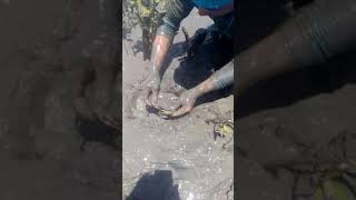 Hunting Mud Crab (gamit Ang kamay) part 2