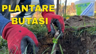 Plantrare butasi vita de vie . Substrat folosit pentru stimularea radacinilor .