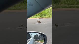 Mommy duck and baby duckies