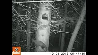 Pine marten in Donard Forest october 2018